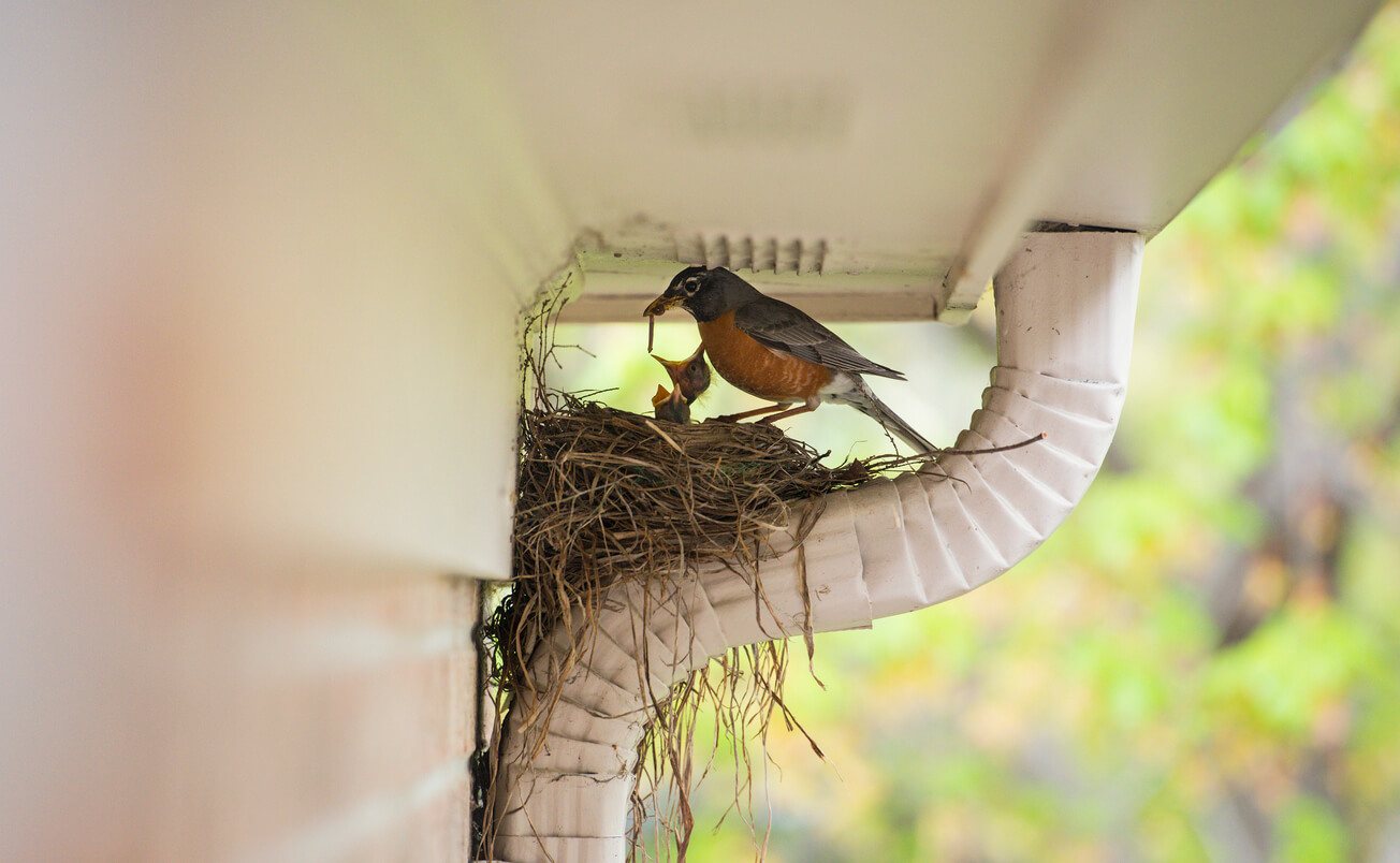What Attracts Birds to Your Home?