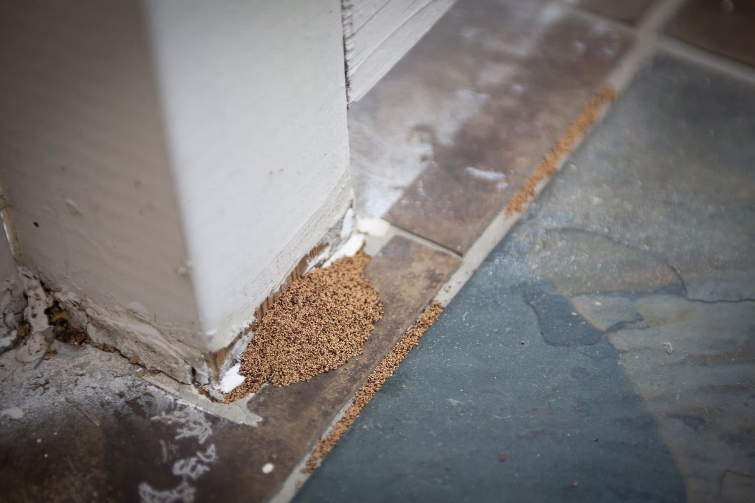 5 Ways Your Boston Home Is Attracting Termites