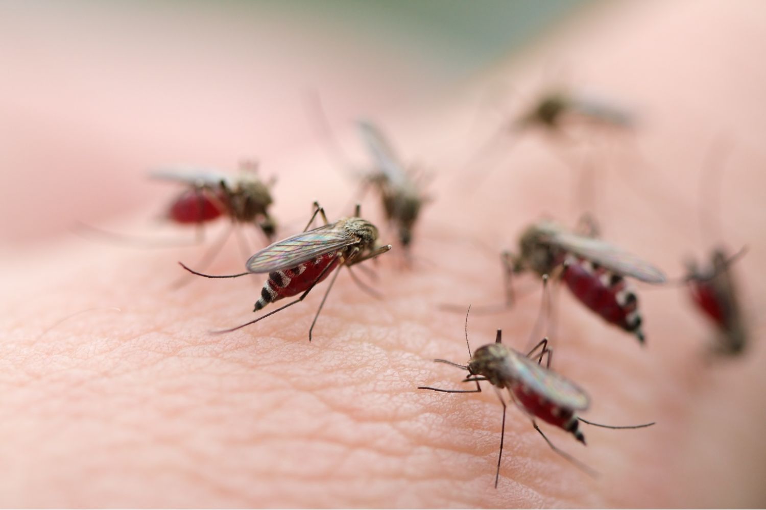 6 Tips to Keep Mosquitoes from Ruining Your Summer