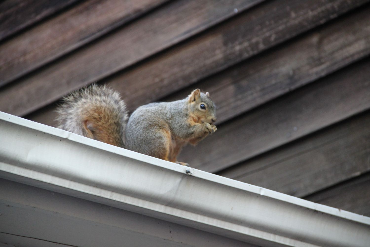 Are Squirrels Moving In This Winter?