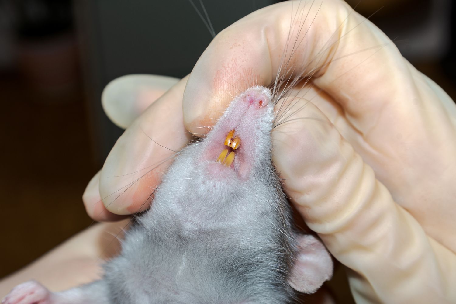 The Scary Truth About Rodents’ Teeth