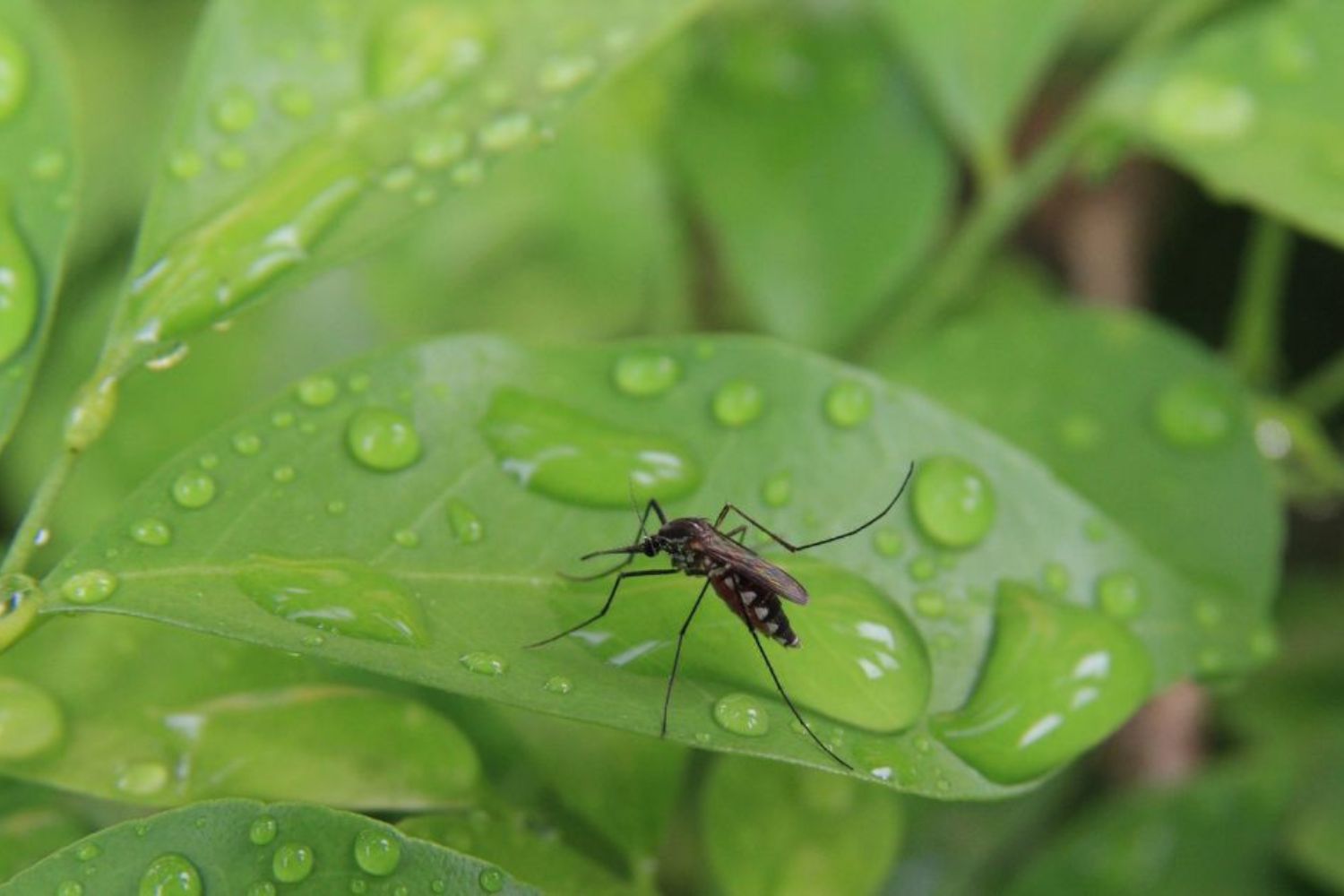 Which Insects Are Most Attracted to Rain?