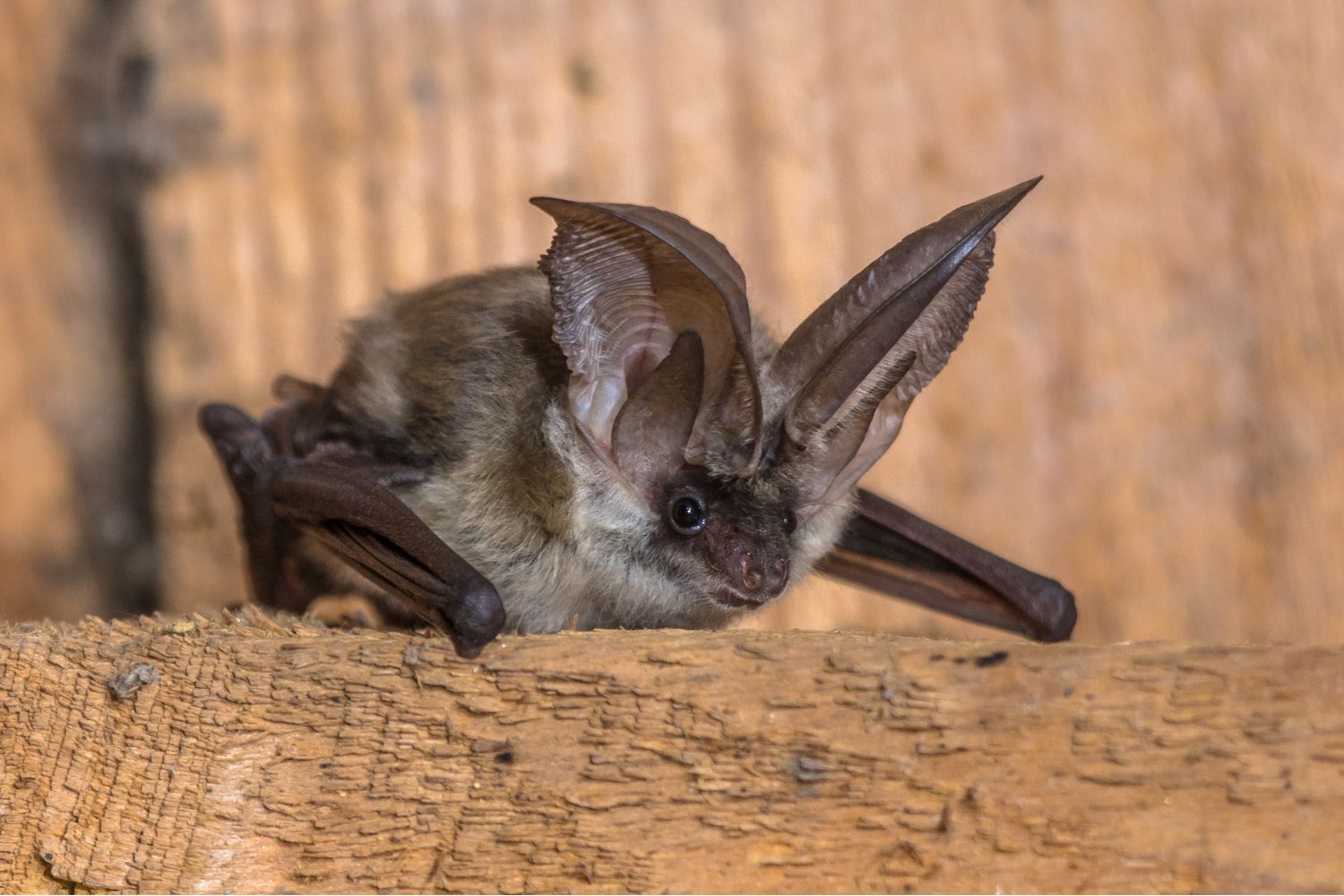 Which Types of Bats Live In Massachusetts?