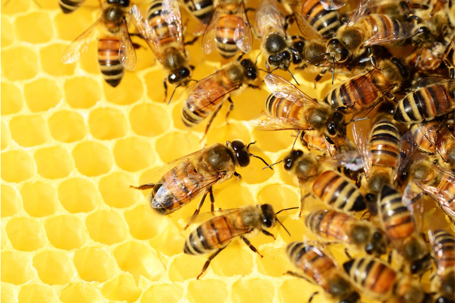 World Bee Day – A Word from our President and Founder, Dan Fleischer