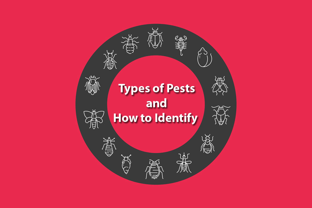 Different Types of Pests and How to Identify Them | Pestex